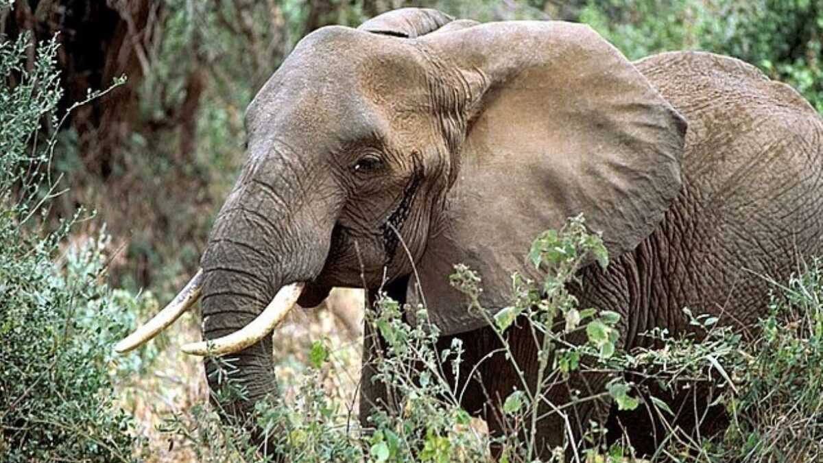 Kenya : Une Clôture Électrique Pour Réduire Les Conflits Hommes-Éléphants À Tsavo East