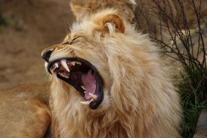 Tanzanie : Trois Enfants De 9 À 11 Ans Dévorés Par Un Lion