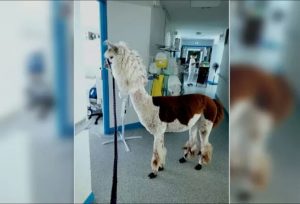 Insolite/France : Un Lama Aperçu Dans Les Chambres D&Rsquo;Un Hôpital