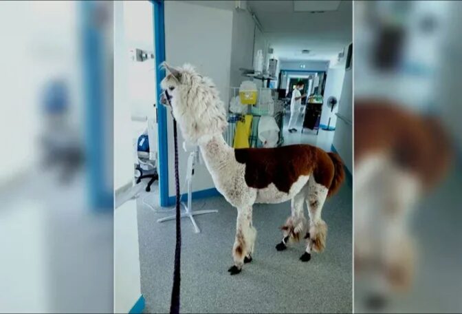 Insolite/France : un lama aperçu dans les chambres d’un hôpital