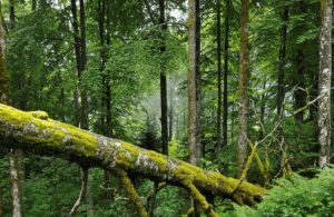 Côte D’ivoire/ Mort Accidentelle D’un Jeune De 19 Ans Dans Une Forêt Classée