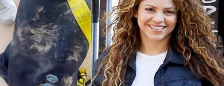 Shakira « Attaquée Et Volée » Par Deux Sangliers Dans Un Parc De Barcelone