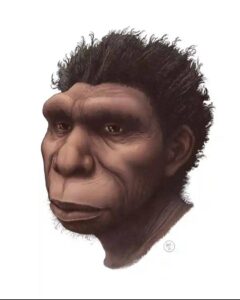 Archéologie: Découverte De Bodoensis, Un Ancêtre De L&Rsquo;Homme Moderne