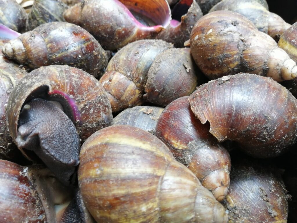 IMG 20211019 WA0060 1024x768 - Togo/ Entrepreneuriat : TSAGLI'S Farm relance la vente des escargots