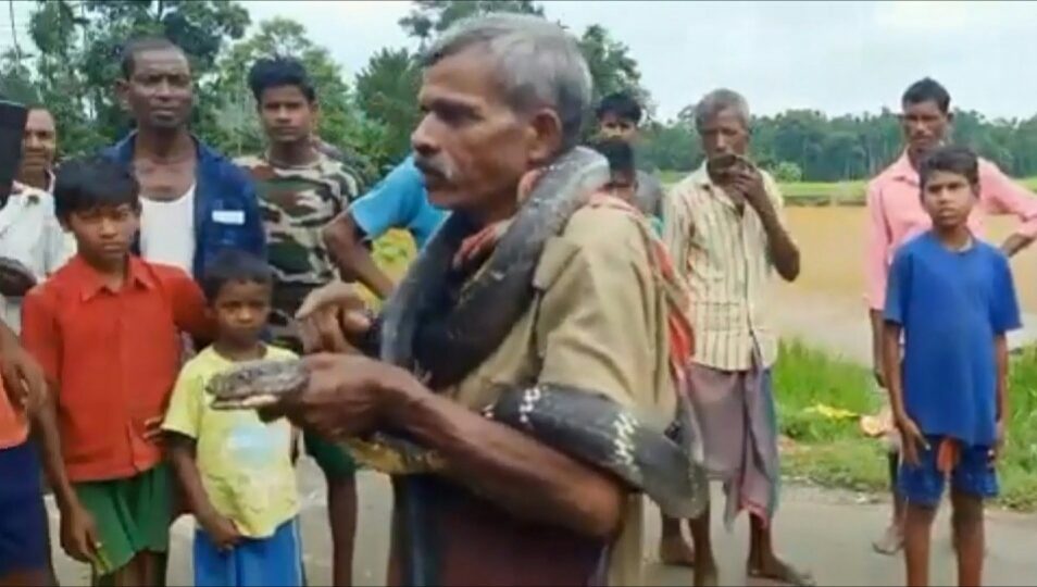 Inde : Dans Amusement, Un Cobra Tue Un Homme De 60 Ans (Vidéo)