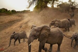 Côte D’ivoire/ Un Troupeau D’éléphants Tue Un Élève De 12 Ans