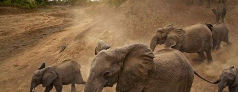 Côte D’ivoire/ Un Troupeau D’éléphants Tue Un Élève De 12 Ans