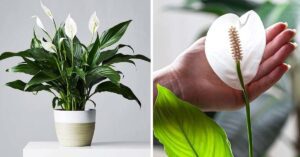 Comment Faire Fleurir Les Plantes Du Berceau De Moïse Et Parfumer Votre Intérieur ?