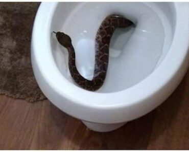Comment le serpent est-il entré dans les toilettes ? Voici 7 façons de les éloigner de votre maison