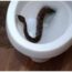 Comment Le Serpent Est-Il Entré Dans Les Toilettes ? Voici 7 Façons De Les Éloigner De Votre Maison