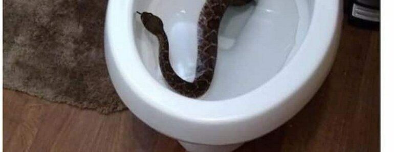 Comment Le Serpent Est-Il Entré Dans Les Toilettes ? Voici 7 Façons De Les Éloigner De Votre Maison