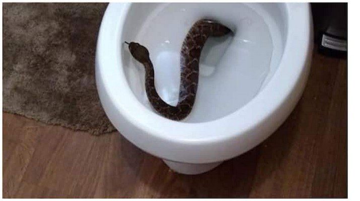 Comment Le Serpent Est Il Entré Les Toilettes Façons De Les Éloigner Votre Maison