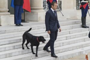 France: Le Chien De Compagnie Du Couple Présidentiel Macron Brigitte, Nemo Devient Le Focus