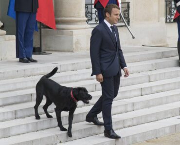 France: Le Chien De Compagnie Du Couple Présidentiel Macron Brigitte, Nemo Devient Le Focus