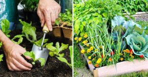 Que Planter En Novembre ? Commencez Votre Liste Complète De Plantes, Fruits Et Légumes Pour Votre Jardin D&Rsquo;Hiver