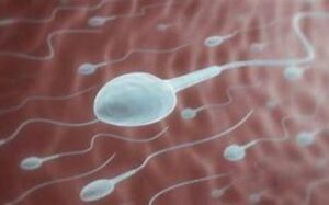 Santé : Voici 6 Choses Pour Réduire Votre Nombre De Spermatozoïdes