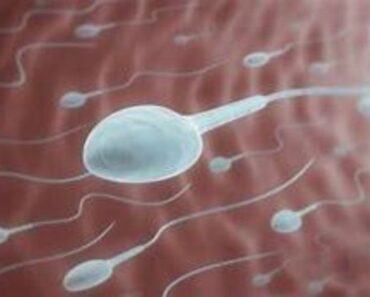 Santé : Voici 6 Choses Pour Réduire Votre Nombre De Spermatozoïdes