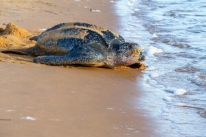 Tanzanie : Sept Personnes Meurent Après Avoir Mangé Une Tortue