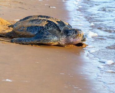 Tanzanie : sept personnes meurent après avoir mangé une tortue