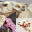 Des chameaux disqualifiés d’un concours de beauté pour utilisation de botox