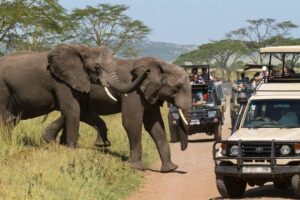 La Variante Omicron Vide Les Lodges De Safari Sud-Africains