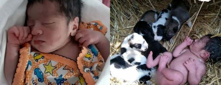 Nouveau né abandonné une chienne portée de chiots 770x297 - Nouveau-né abandonné sauvé par une chienne et sa portée de chiots