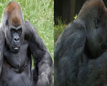Ozzie, Le Plus Vieux Gorille Mâle Du Monde Meurt À 61 Ans