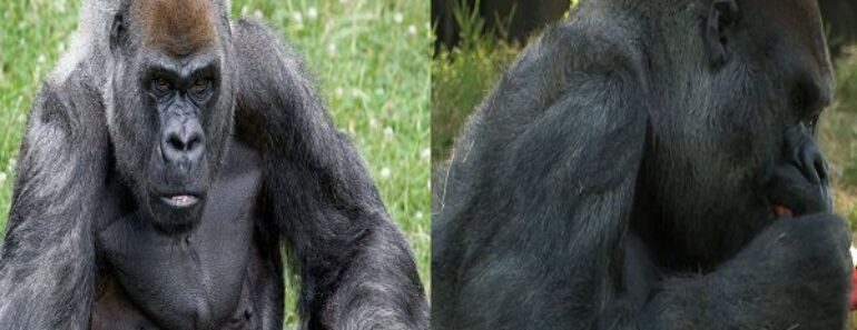 Ozzie le plus vieux gorille mâle du monde meurt à 61 ans 770x297 - Ozzie, le plus vieux gorille mâle du monde meurt à 61 ans