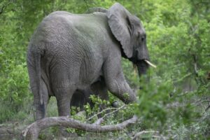 Un Touriste Saoudien Piétiné À Mort Par Un Éléphant Lors D&Rsquo;Un Safari En Ouganda