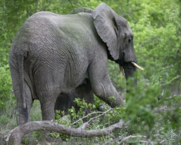 Un Touriste Saoudien Piétiné À Mort Par Un Éléphant Lors D&Rsquo;Un Safari En Ouganda