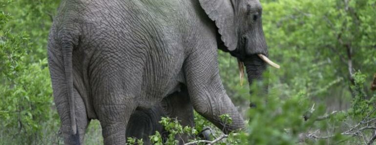Un touriste saoudien piétiné à mort un éléphant lors safari Ouganda 770x297 - Un touriste saoudien piétiné à mort par un éléphant lors d'un safari en Ouganda