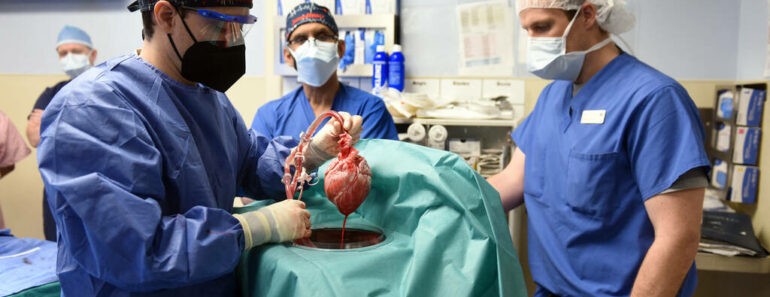 Médecine : Le Cœur D&Rsquo;Un Porc Greffé Sur Un Humain ; Une Première