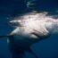 Attaque de requin à Sydney : selon les autorités, un grand requin blanc est responsable de la mort d’un homme de 35 ans