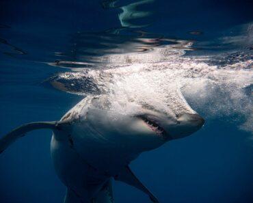 Attaque De Requin À Sydney : Selon Les Autorités, Un Grand Requin Blanc Est Responsable De La Mort D&Rsquo;Un Homme De 35 Ans