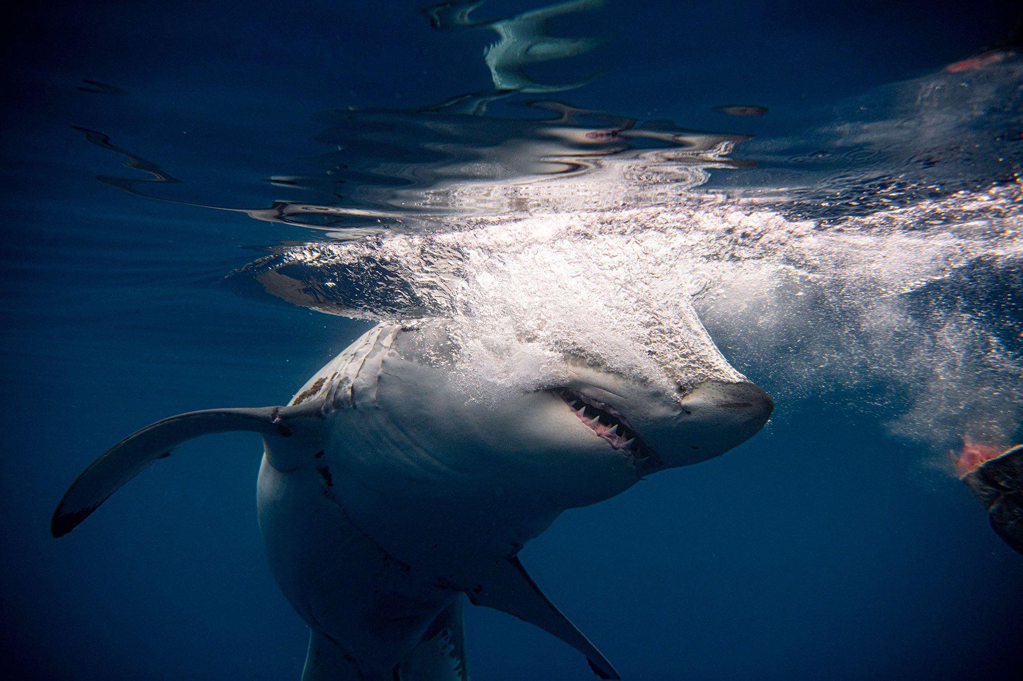 Attaque De Requin À Sydneyselon Les Autorités Un Grand Requin Blanc Responsable De La Mort Dun Homme De 35 Ans