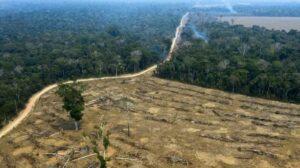 Déforestation En Amazonie : Record De Destruction D&Rsquo;Arbres En Janvier