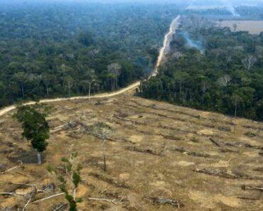 Déforestation en Amazonie : Record de destruction d’arbres en janvier
