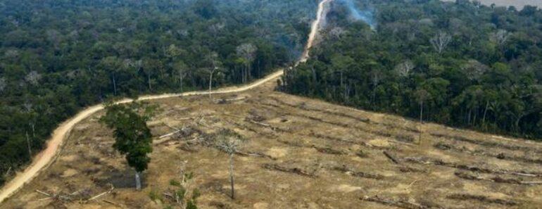Déforestation En Amazonie : Record De Destruction D&Rsquo;Arbres En Janvier