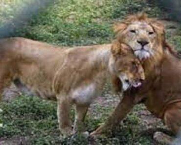 Iran: une lionne tue un gardien et s’échappe du zoo
