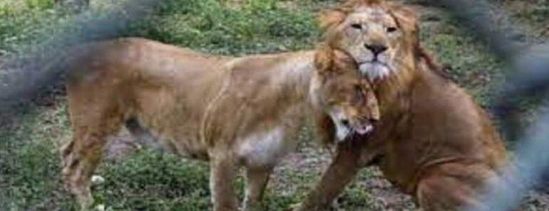 Iran: Une Lionne Tue Un Gardien Et S’échappe Du Zoo