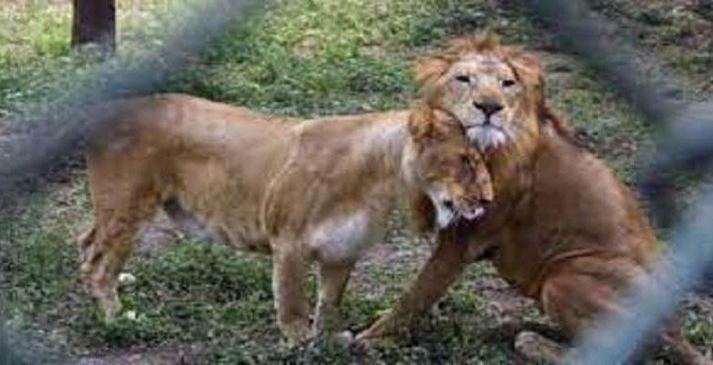 Australie : Cinq (5) Lions Se Sont Évadés D'Un Zoo (Vidéo)