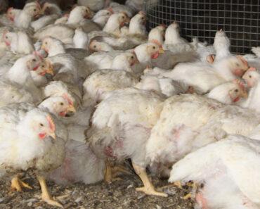 Les États-Unis Détectent La Grippe Aviaire Hautement Mortelle Chez Les Poulets De Tyson Foods