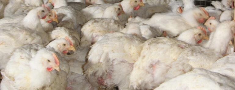 Les États Unis la grippe aviaire hautement mortelle les poulets Tyson Foods 770x297 - Les États-Unis détectent la grippe aviaire hautement mortelle chez les poulets de Tyson Foods
