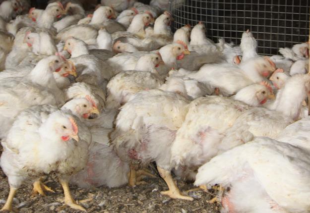 Les États Unis La Grippe Aviaire Hautement Mortelle Les Poulets Tyson Foods