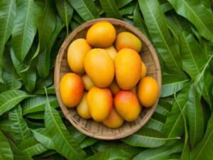 Une Concoction De Feuilles De Mangue Peut Guérir Le Diabète !