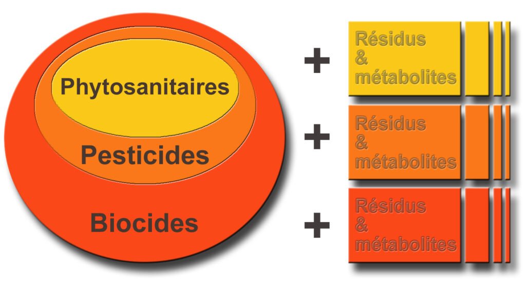 Des plantes qui luttent contre l&rsquo;excès de cholestérol