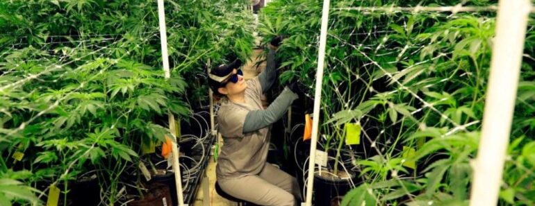 Le New Jersey lancera bientot les ventes de marijuana 770x297 - Le New Jersey lancera bientôt les ventes de marijuana à des fins récréatives