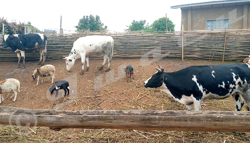 Burundiepidemie De Fievrevallee Du Rift