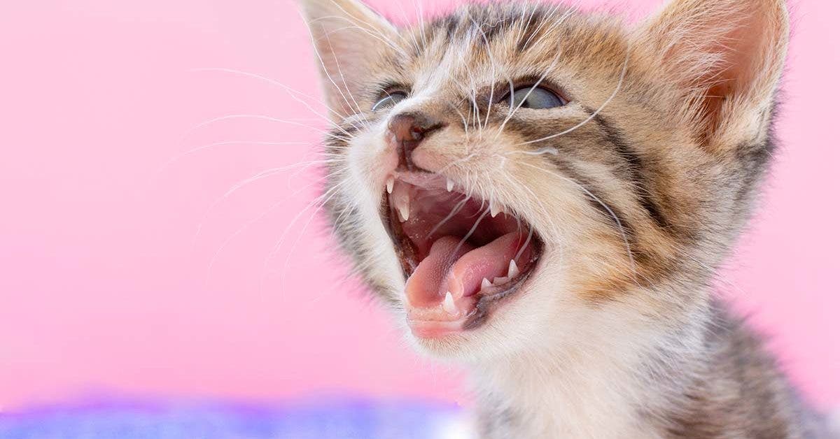 comportement et le miaulement dun chat - Flossie : le chat le plus âgé au monde aura bientôt 27 ans