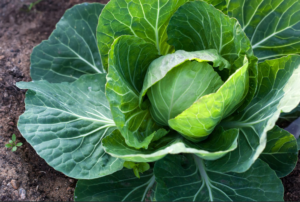 Ces Feuilles De Légumes Qui Sont Comestibles